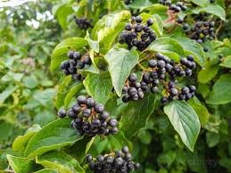 Aronia noire